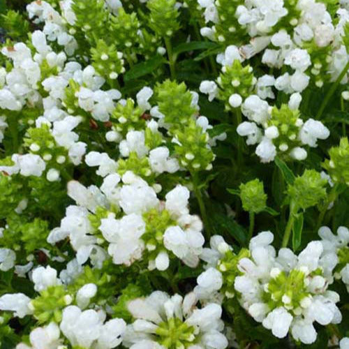  3 Brunelles à Grandes Fleurs White Loveliness