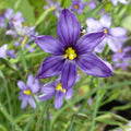  3 Sisyrinchium Bellum