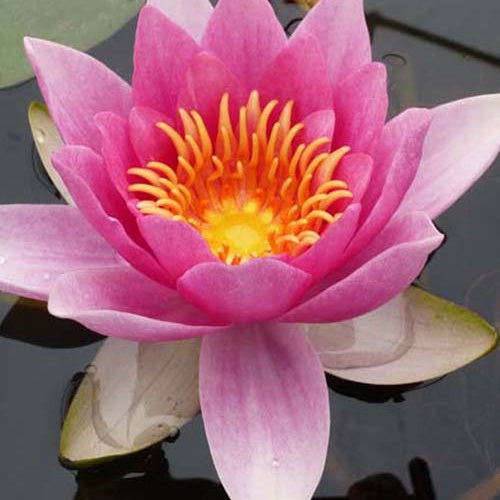  Nénuphar René Gerard