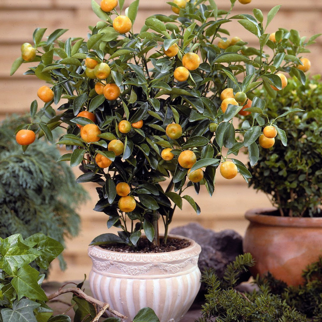  Calamondin