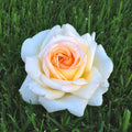  Rosier Anastasia®