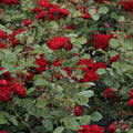  Rosier Lili Marlène, Rosier Lilli Marleen