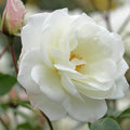  Rosier Grimpant Fée Des Neiges Grimpant ®