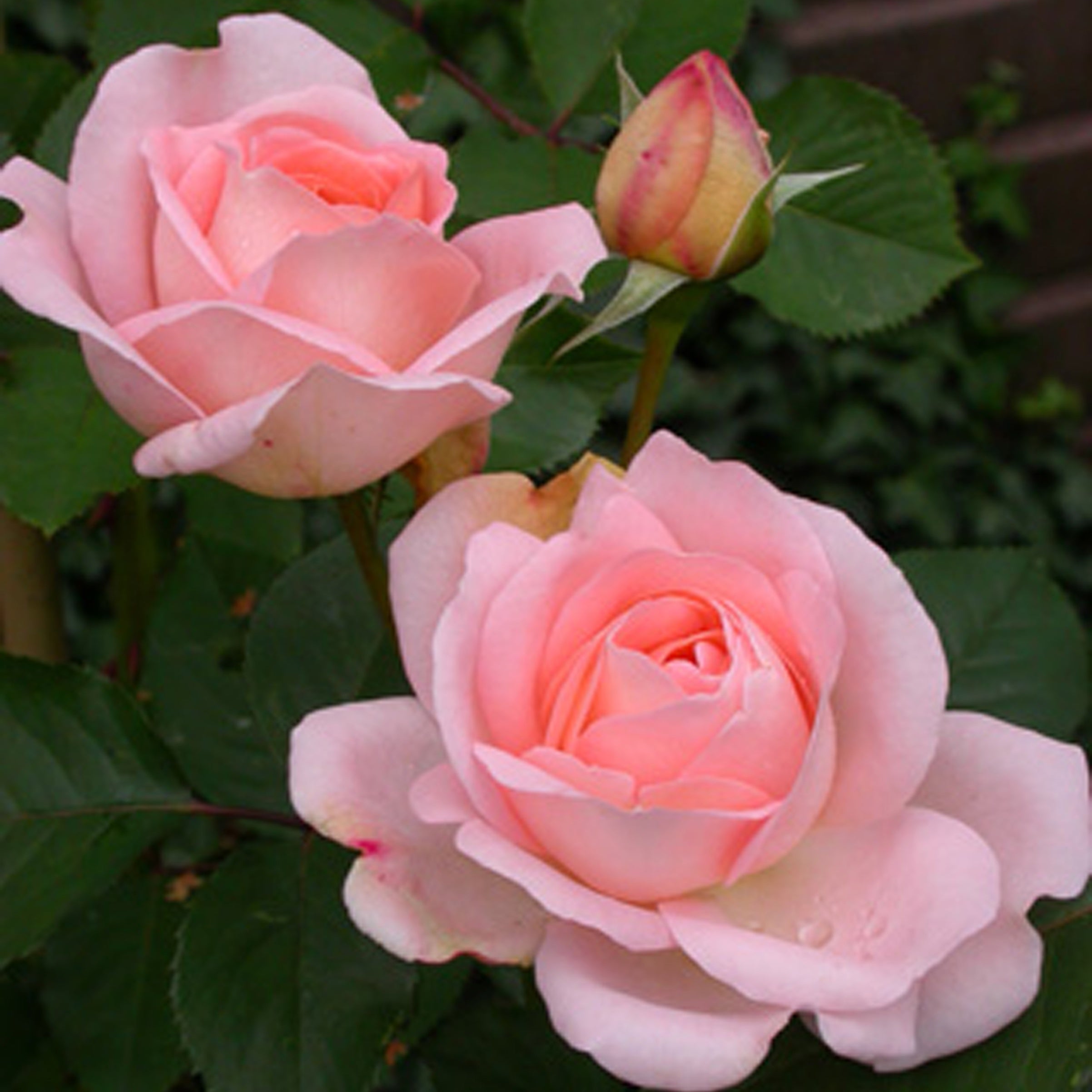  Rosier Clair™Renaissance ®