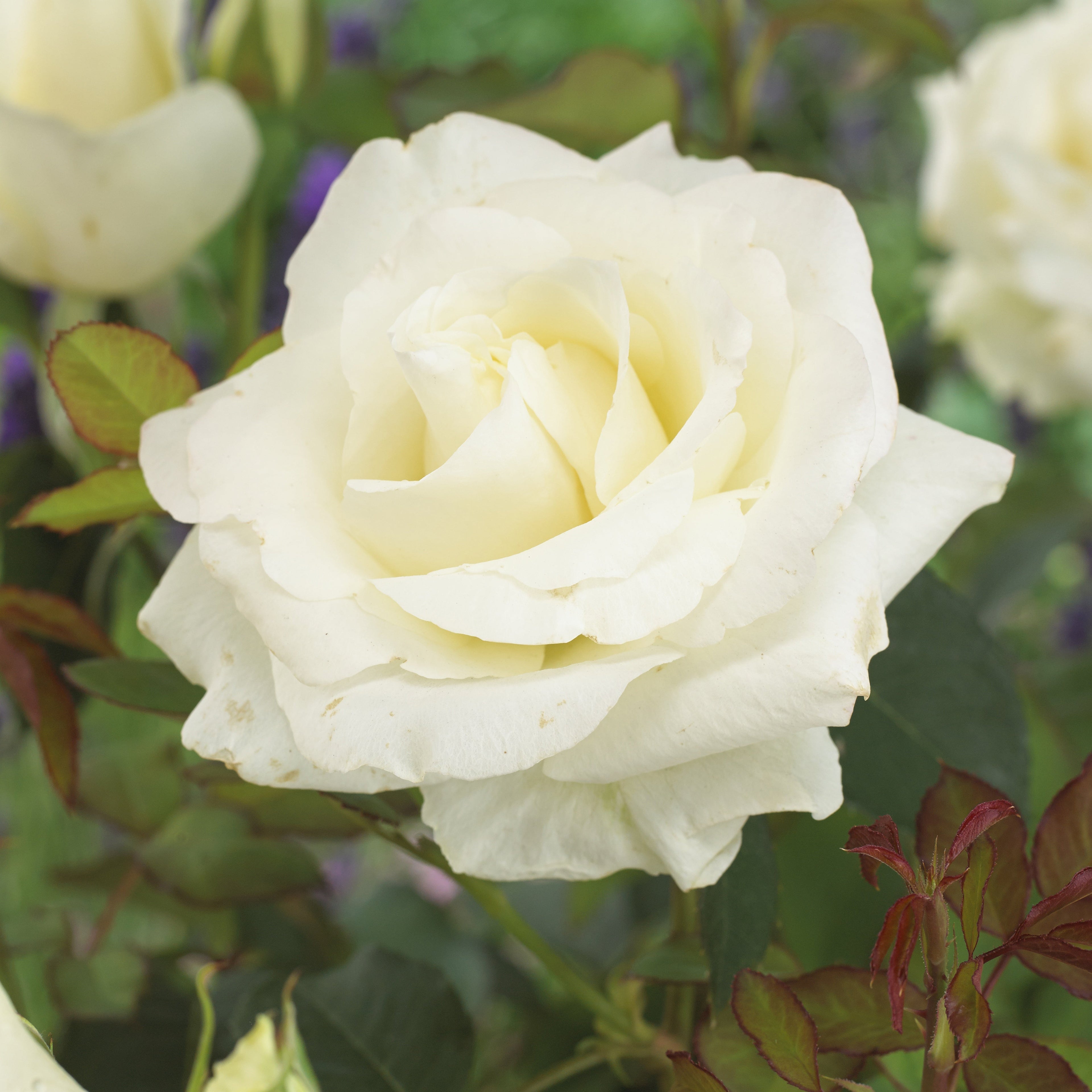  Rosier Annapurna ®