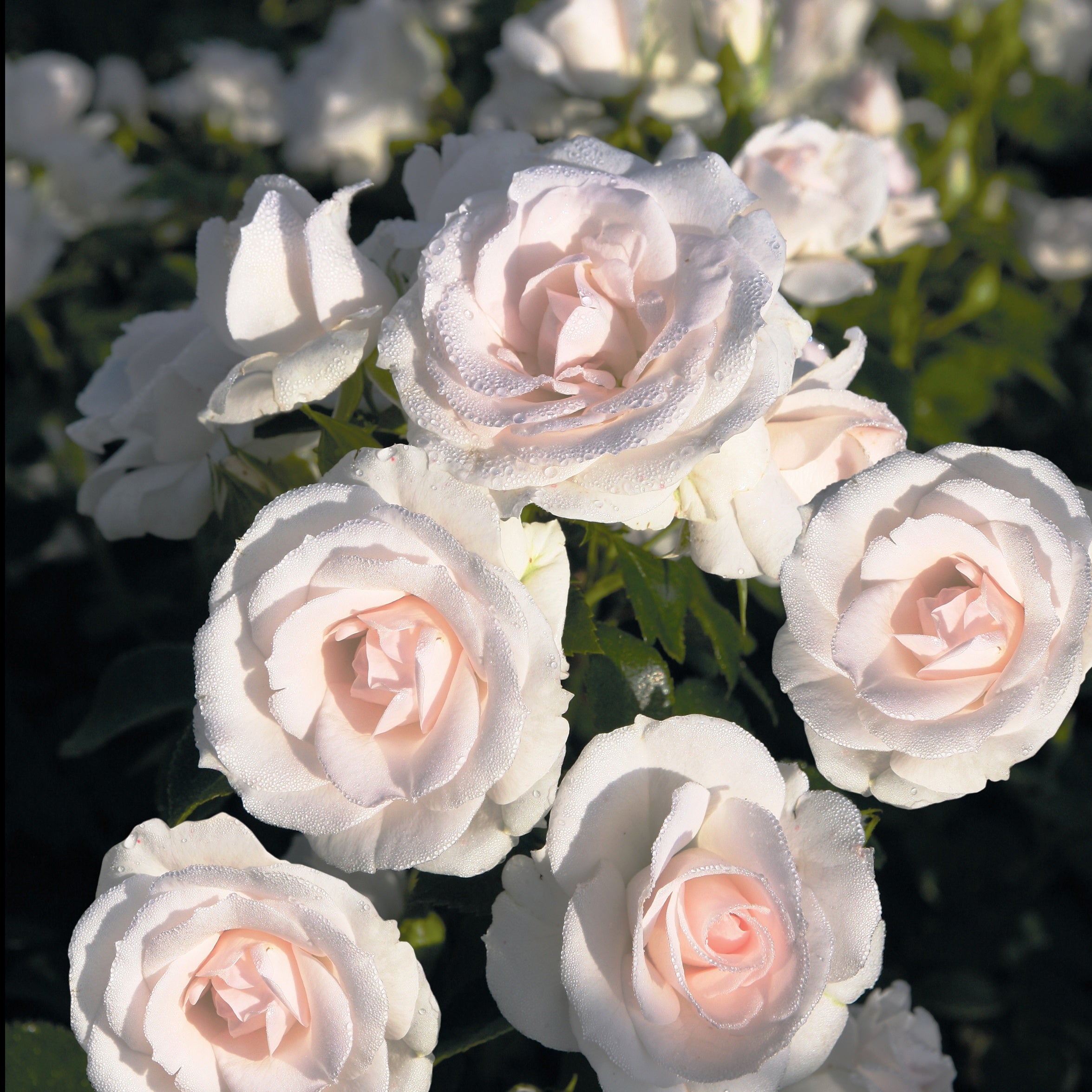  Rosier Aspirin Rose ®