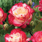  Rosier Buisson Double Delight