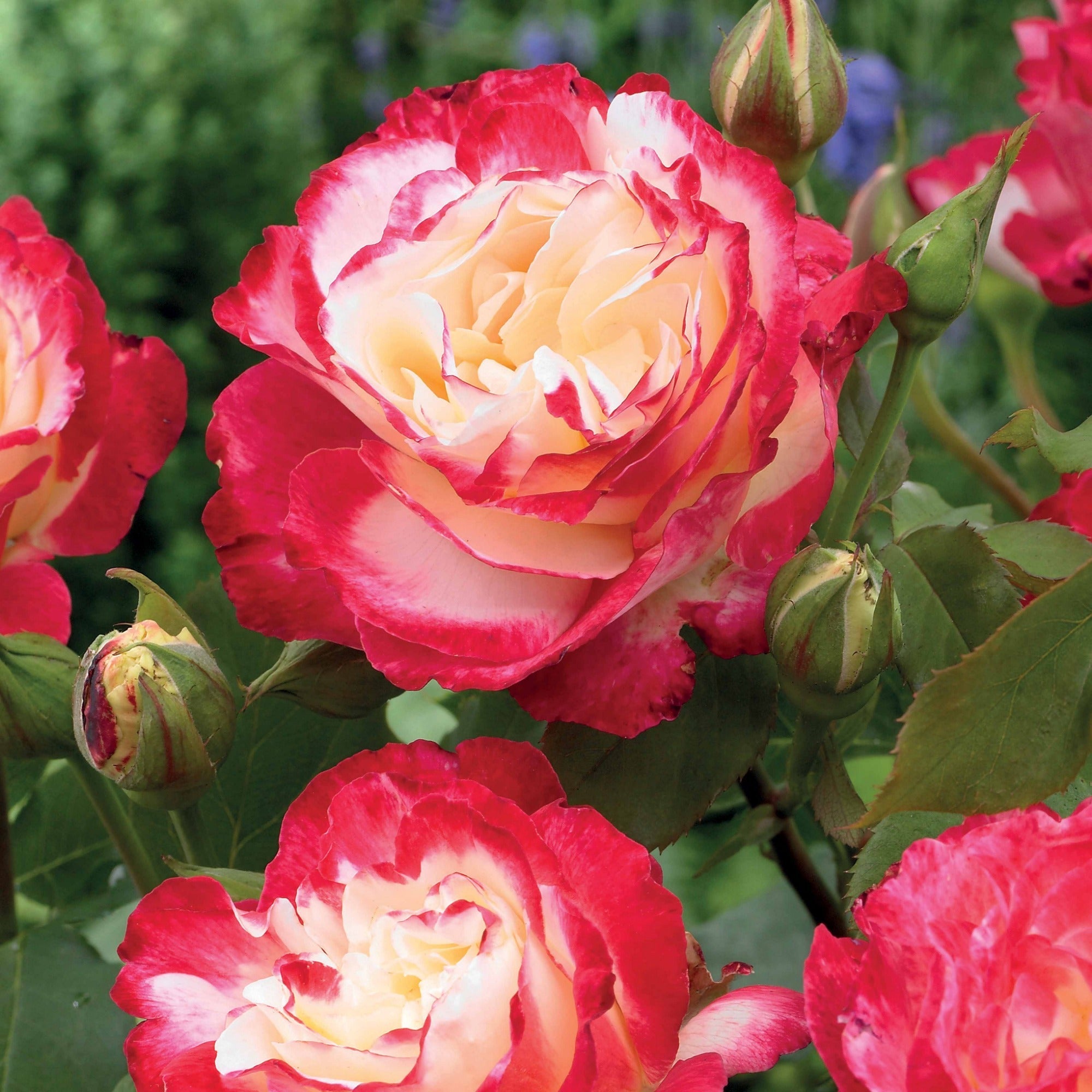  Rosier Buisson Double Delight