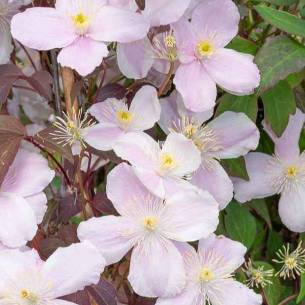  Collection De 3 Plantes Grimpantes à Floraisons Abondantes