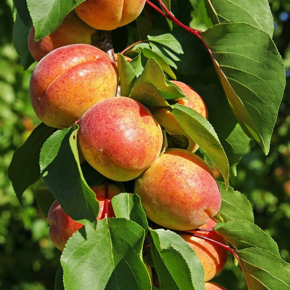  Abricotier Polonais