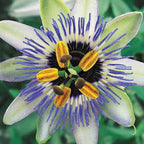  Passiflore Ciel Bleu