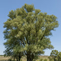  Saule Blanc