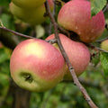  Pommier Melrose