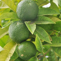  Citronnier Limettier