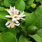  Citronnier Limettier
