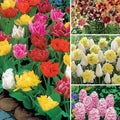  100 Bulbes De Printemps