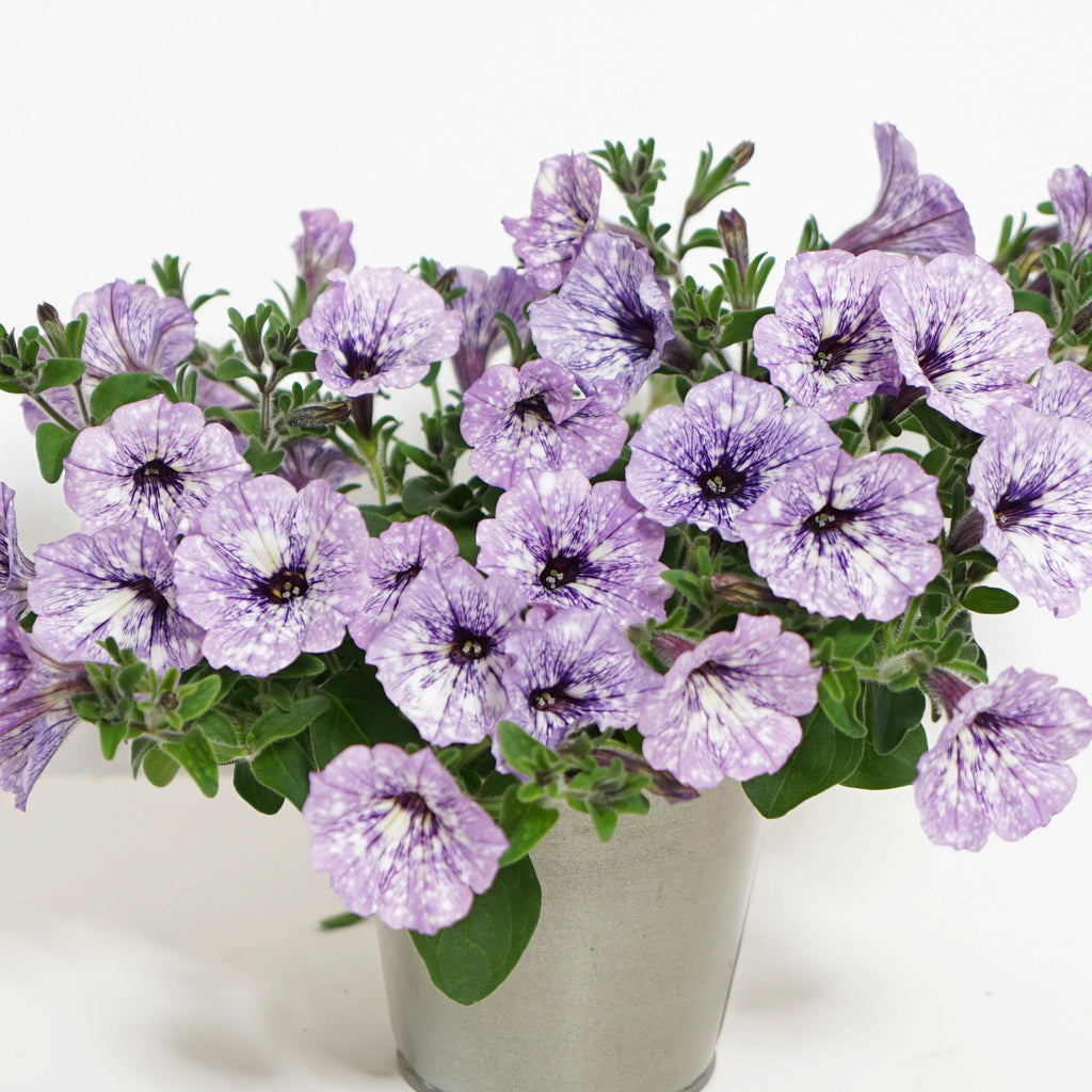  3 Pétunias Lavender Sky