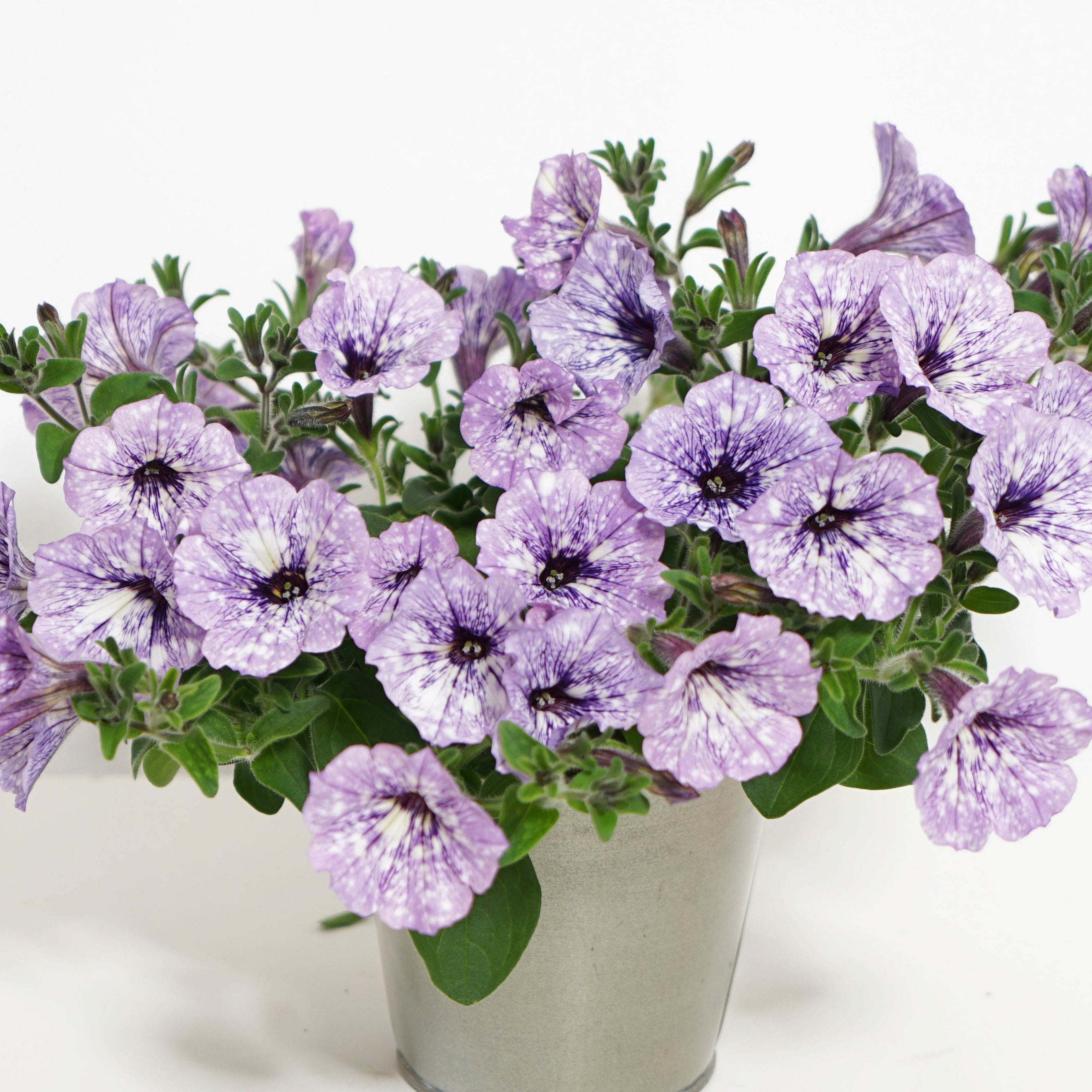  3 Pétunias Lavender Sky